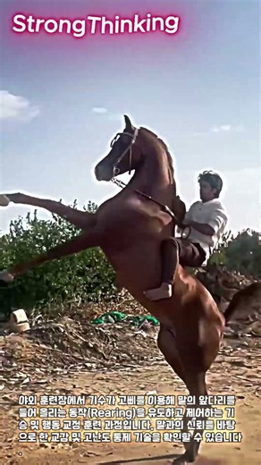 말의 고난도 동작 유도 및 균형 제어 기법 #farming #livestock #equine #horsetraining #ranch