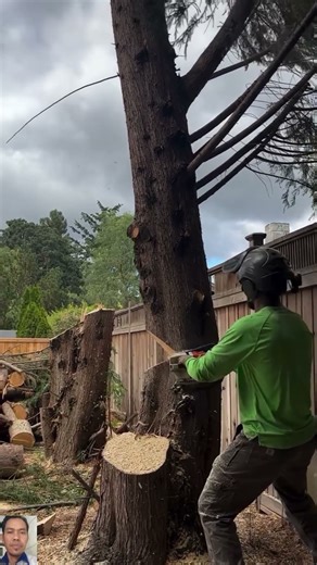 🎯 Precision Tree Felling Beside the Fence | Controlled Fall