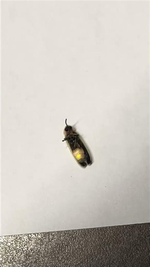 Luciole qui brille sur mon bureau ✨ | Firefly glowing at night