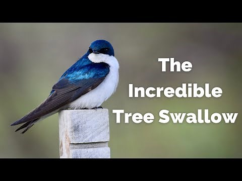 Tree Swallow | Built for Aerial Gymnastics