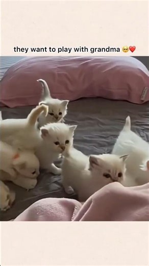 These Kitties Think She’s Their Grandma😅❤️ #cat #funny #cute #pets #kitten