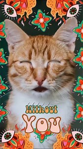 Make a Viral Music Video of Your Pet | Pet Parade