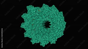 Structure of the helical Measles virus nucleocapsid, animated 3D surface model, black background