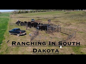 Wrangling up Calves and Cows in South Dakota