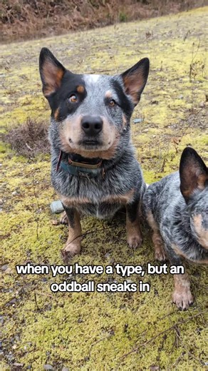 When Your Type Isn't Quite Right: Dog Breeds Explained