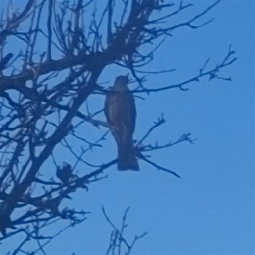 wondering why I didn't hear any birds....cooper's hawk. 😬