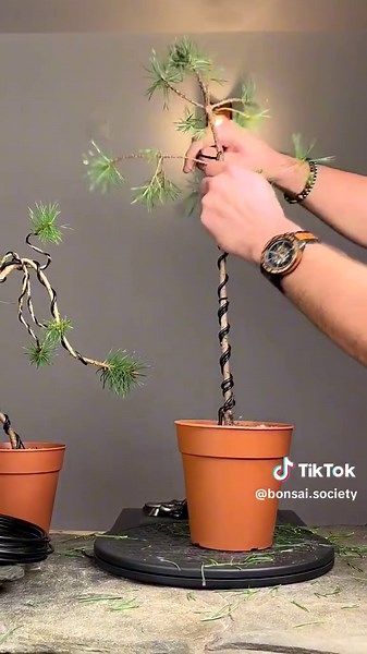 Twisting Young Pines: Bonsai Wire Techniques