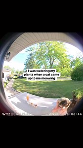 1.3M views · 10K reactions | The way I started crying when they were reunited  #lostandfound #cat #pets #happy #missingpet #catsoftiktok #positive #lostpet #animallover | Don't Drink and DIY | Facebook