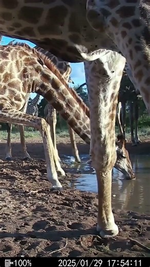 A Herd of Giraffe Drink In Front of My Trail Camera