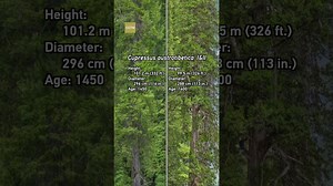 Look up! See the tallest tree in Asia - The Global Herald