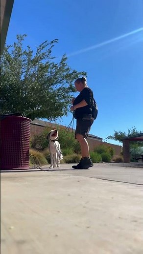 3 yo Mini Sheepadoodle Ollie ~ Best Mini Sheepadoodle Trainers ~ Off Leash K9 Training Phoenix