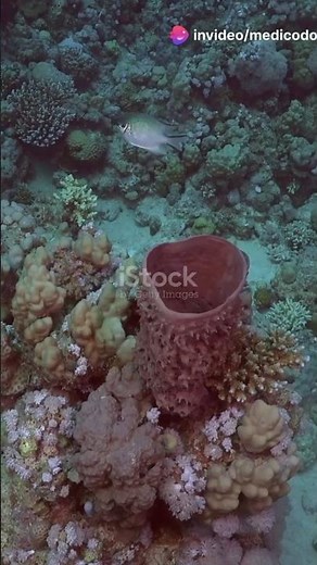 Amazing Facts About Sponges | Phylum Porifera #facts #science