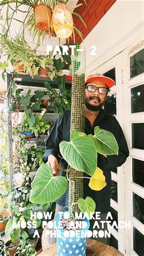 How To Make A Moss Pole And Attach A Climbing Philodendron - Part 2 | #howto #plants #gardening