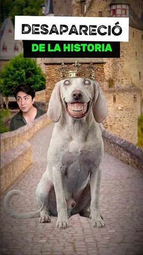 This breed of dog DISAPPEARED: The Talbot