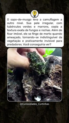 O sapo que se torna invisível na natureza #curiosidades