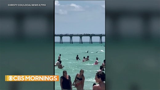 13K views · 98 reactions | There have been at least 19 reported shark attacks in the U.S. so far this year — but one shark researcher says shark attacks on humans are highly unlikely: “If sharks were targeting humans, we'd have at least a hundred bites every day.” https://cbsn.ws/3NHYGQ2 | CBS Mornings | Facebook