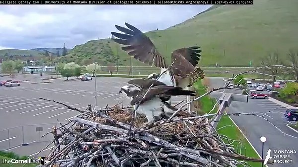Watch a Black-billed Magpie stop by the perch to investigate the Hellgate Osprey nest. Iris stays on high alert while her mate chases the interloper from the vicinity. Watch LIVE at AllAboutBirds.org/Ospreys Black-billed Magpies are curious birds that are known to harass larger birds and other potential predators, especially when food is available. Groups of magpies may work to distract larger birds in an attempt to steal their prey. They also sometimes nest near Ospreys and other raptors, perha