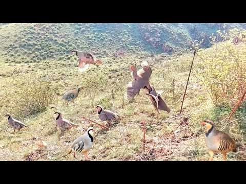 "Multiple Birds Trapped at Once" Fastest Bird Trap You’ll Ever See! #The_Bird_Kingdom