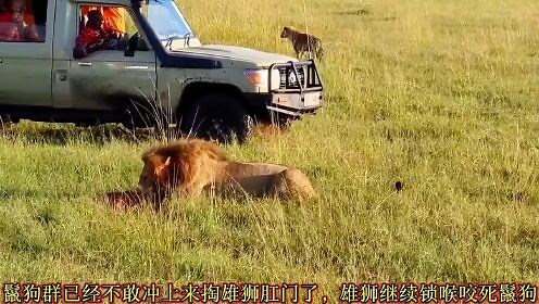 动物世界合集，一口气看完系列