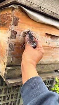 #gianthornets #hornetnestremoval