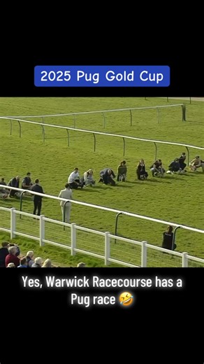 The 2025 Pug Gold Cup! Congratulations to Rocket Rosie and owner Heather for having the speediest Pug in Warwick this year! She definitely deserved all that fuss at the end 🏆 #warwickraces #horseracing #jumpracing #pugracing #pugsofinstagram #pugs #dogracing | Warwick Racecourse