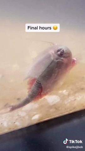 He has out lived his life span. #fyp #triopseries #prehistoric #triops | triops