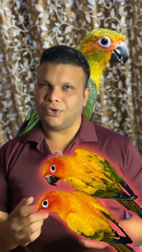 My Tame Sun Conure’s #birds #sunconure #tamedbird