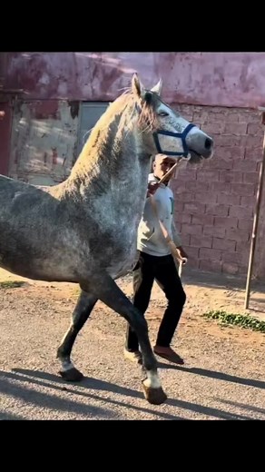 مولد جديد عند با دريس 😍🖤🔋 #الخيول #تبوريدة #سطات #المغرب #الجزائر #العرب #لدهم | Yuzar vlogs