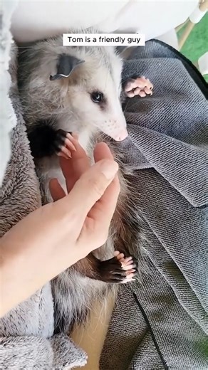 Opossum Nation on Instagram: "This woman found an opossum in her backyard and adopted it . .. Please DM for Credit or Removal .. .. #opossum #opossumsofinstagram #opossums #opossumlove #opossummemes #opossumlover #opossumlife #opossumrescue #opossumart #opossumcore #opossumbay #opossumbabies #virginiaopossum #opossumtattoo"
