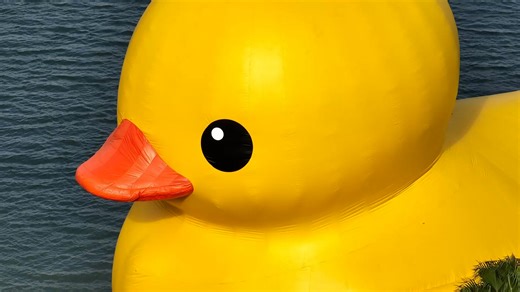 An inflatable giant rubber duck recently attracted many to pose for pictures in south China's Shenzhen city. Created by Dutch artist Florentijn Hofman, the rubber duck will be stationed in the Shenzhen Talent Park along with 11 artworks from Chinese and international artists till January 20, 2024. #SharedFuture10Years #Happy2024 #Travel https://news.cgtn.com/news/2023-12-30/Giant-rubber-duck-stirs-waves-in-Shenzhen-1pXesGHqvwA/p.html | China Plus Culture