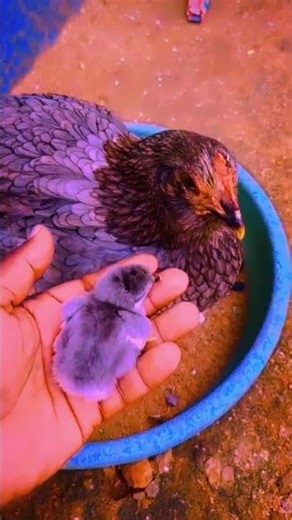 Hen egg catching in chicks🐥🐥🐥🐥🐥🐥🐥🐥🐤🐤🐤