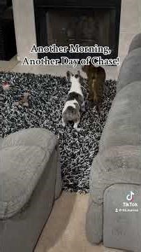 Frenchie Puppy and Cat At It Again!