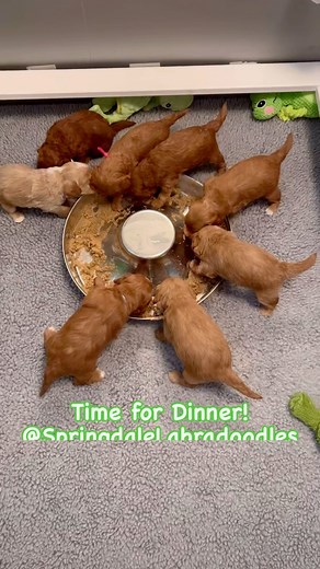 Our 🐸 “Leapin’ For Leap Year” 🐸 Australian Labradoodle 3 Week Old Puppies LOVE to eat! 💚 Yummy! 🐸💚🐸💚🐸💚 ✅ Interested in bringing home one of our Amazing Puppies? Apply for a Springdale Puppy on our website today! Link in Bio ⬆️ 🐸💚🐸💚🐸💚 #springdalelabradoodles #springdalepuppies #labradoodlesnc #nclabradoodles #ALAAbreeder #australianlabradoodlebreeder #puppies #excellent_puppies #labradoodlecorner #labradoodle #australianlabradoodles #doodles #doodlepuppy #labradoodlepuppy #labradoo