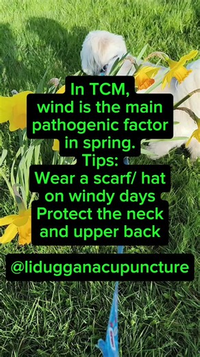 春季多风Chinese medicine tips for spring#lidugganacupuncture #tcm #chinesemedicinetips #springhealth #spring