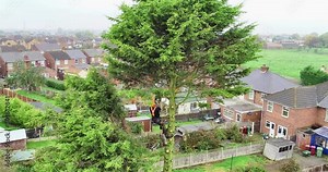 A vertical aerial view of a tree surgeon preparing a 55' tree for felling, removing the branches first to leave just the trunk for felling.