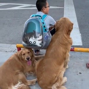 10K views · 291 reactions | we are going to school | Dog lover | Facebook