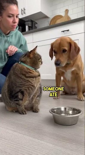 Cat Blames Dog With Full Confidence