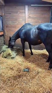 Indy says ITS BABY TIME!#Kvs #horse #equestrian #babyanimals