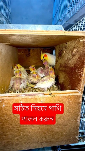 ককাটেল পাখির সেরা বিডিং রেজাল্ড | cockatiels birds best breeding reguld #cockatiel #viral #shorts
