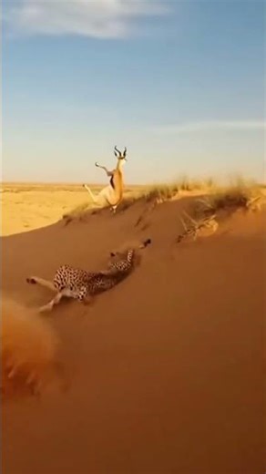 Cheetah Slipped on Sand While Chasing Gazelle