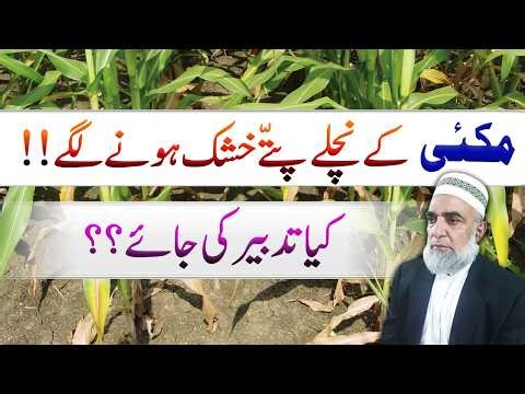 Why Lower Leaves of Maize are drying || Crop Reformer