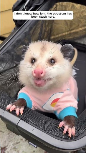 I don’t know how long the opossum has been stuck here.