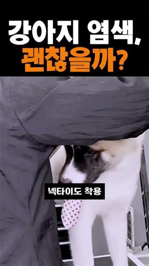 댕댕이의 화려한 변신! 핑크 하트와 블루 꼬리 아키타 #애견미용 #쇼츠