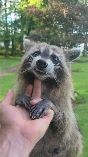 Meet Dora The Adorable FOREST PUPPY