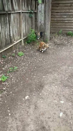 CORGIS PLAY GAME OF QUICK CHASE