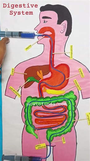 digestive system working model with syringes - biology project - science exhibition | howtofunda