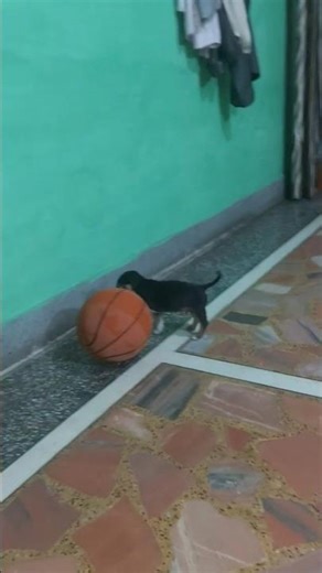 #anpad funny video comment#bruno dog#comendy video#baby 🤣😅