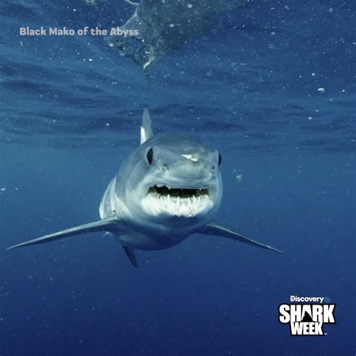 1.5M views · 26K reactions | Check out this mystery shark caught on camera by Shark Tagger, Keith Poe!  It's time to find out what it is on Black Mako of the Abyss, Tuesday at 10p, during #SharkWeek on Discovery. | Shark Week | Facebook