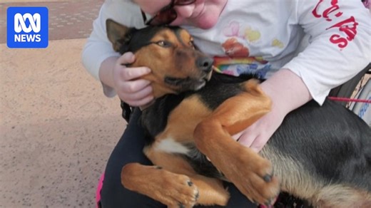 Kelpies for Kids: Working dogs helping sick country kids