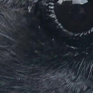 The eye of a raven | Ravenmaster